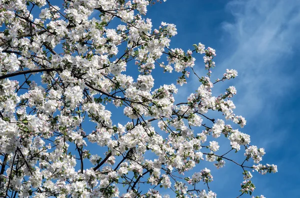 Árvore Maçã Florescente Primavera Contra Contexto Céu Azul Brilhante — Fotografia de Stock