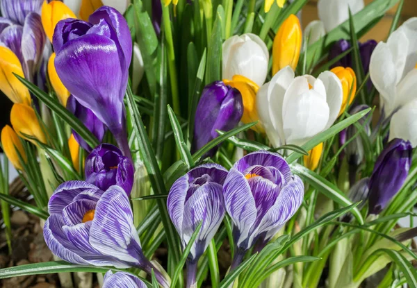 Início Primavera Flores Crocus Colorido Foco Seletivo — Fotografia de Stock