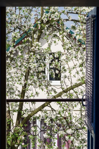 Manzano Floreciente Fondo Una Pequeña Casa Vista Desde Balcón — Foto de Stock