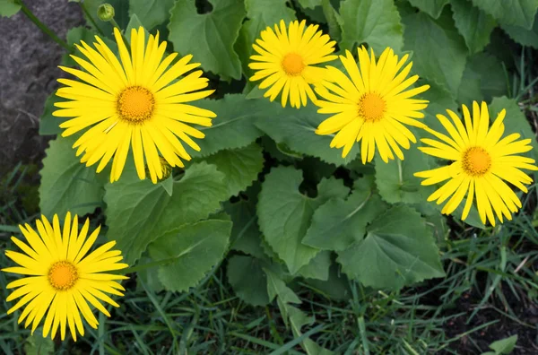 Doronicum Uma Planta Com Flor Primavera Foco Seletivo — Fotografia de Stock