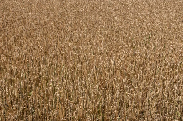 Orelhas Maduras Trigo Textura Campo Trigo — Fotografia de Stock