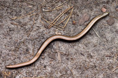 Anguis fragilis, slowworm, bacaksız kertenkele Eurasia için doğal olduğunu. Benzer bir yılan.