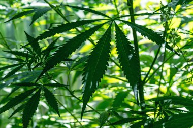 Esrar silüeti güneşli büyümüş çalılıkları arka planı bırakır. Seçici odak.  