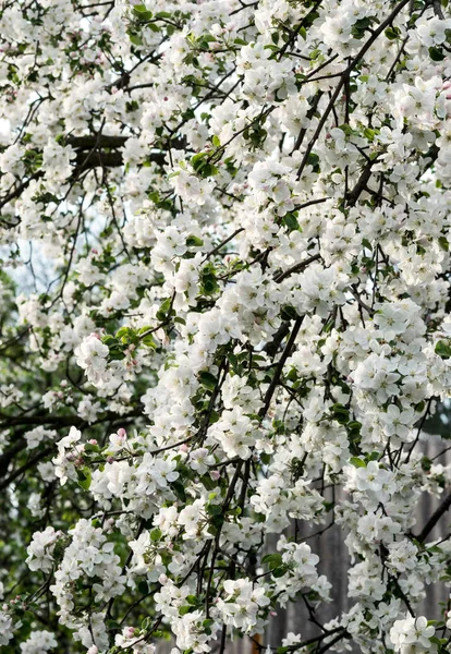 Ramos Uma Cerejeira Florescente — Fotografia de Stock