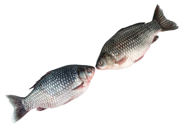 Zwei Karauschen Liegen Diagonal Isoliert Auf Weißem Hintergrund Süßwasserfische — Stockfoto
