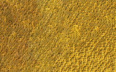 Arka plan çeşitli sarı tonlarında bir soyut dalgalı doku ile.