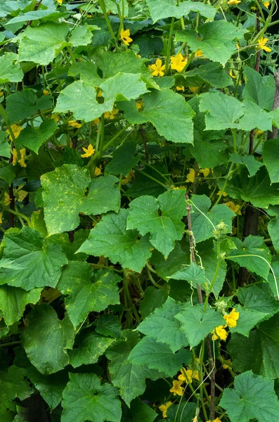 Cucumber plant with tendrils, ovary and flowers.