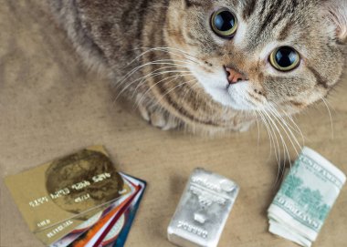 Bir kedi nakit dolar, plastik kart ve gümüş külçe yakındır. Seçici odak.
