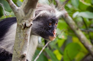 Bir maymun bir ağaçta oturuyor. Kirk ün kırmızı colobus. Afrika, Zanzibar.