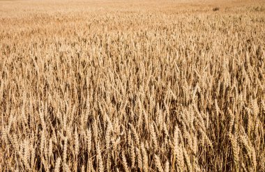 Buğday alan parlak olgunlaşma tarafından güneş yaktı.