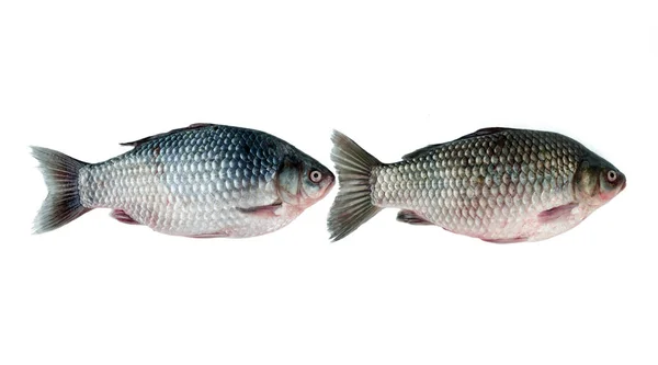 Zwei Frische Karauschen Isoliert Auf Weißem Hintergrund Ein Gängiger Süßwasserfisch — Stockfoto