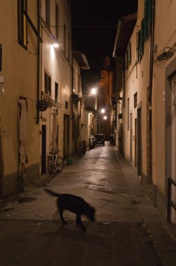 A anavatan köpek yiyecek arayan gece yarısı tarihi kentin cadde etrafında dolaşır. Bir hamlede. Seçici odak