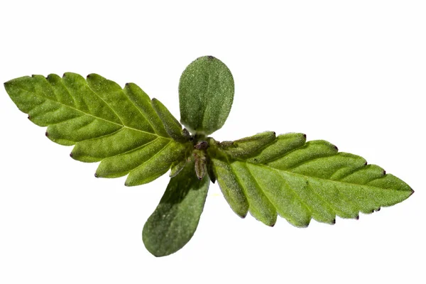 Brote Joven Una Planta Marihuana Con Las Primeras Hojas Aisladas — Foto de Stock