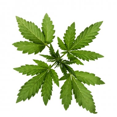 Beyaz arka plan üzerinde izole vahşi esrar bitki. Seçici odak. 