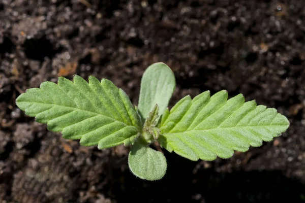 Brote Joven Una Planta Marihuana Con Las Primeras Hojas Fondo — Foto de Stock