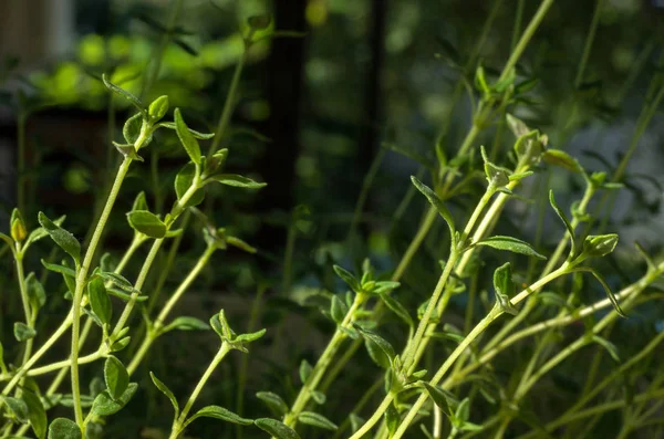 Taze Kekik Güneş Aydınlatılmış Yaprakları Ile Kekik Sapları Seçici Odaklama — Stok fotoğraf