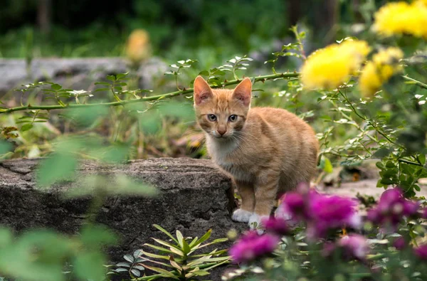 Ginger kitten with white paws sits on a flower bed among the various plants. Selective focus.