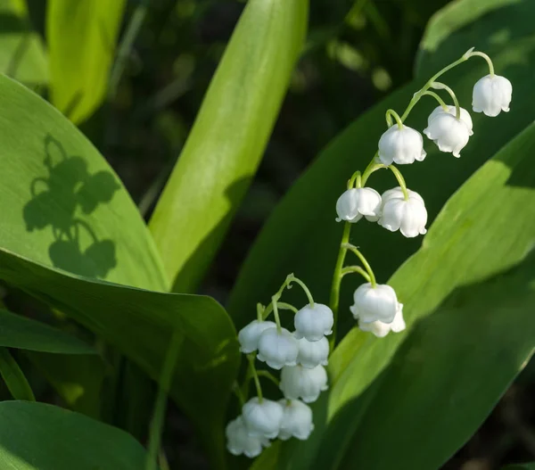 Fiore Del Giglio Della Valle Illuminato Dal Sole Focus Selettivo — Foto Stock