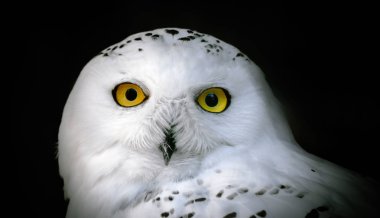 Yetişkin beyaz baykuşun başı siyah bir arkaplana yaklaş. 