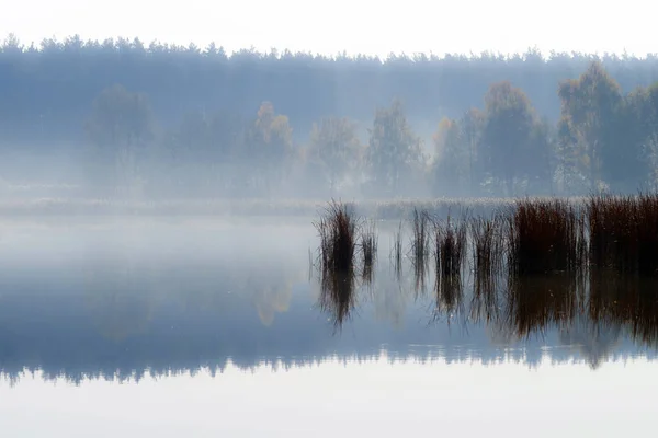 Reed Arbustos Meio Lago Misty Manhã Lago Contra Fundo Floresta — Fotografia de Stock