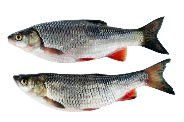 Zwei Döbel Isoliert Auf Weißem Hintergrund Ein Gängiger Süßwasserfisch — Stockfoto