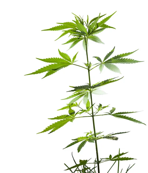 Eine Wilde Cannabispflanze Wächst Zwischen Gras Isoliert Auf Weißem Hintergrund — Stockfoto