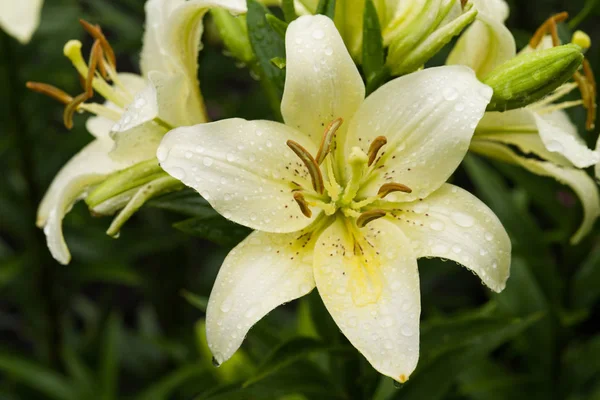 Λουλούδια Και Μπουμπούκια Από Λευκό Πράσινο Daylily Σταγόνες Μετά Βροχή — Φωτογραφία Αρχείου
