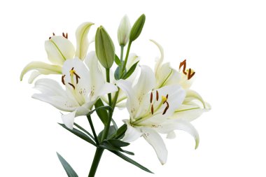 Beyaz Zambak çiçekleri ve tomurcukları beyaz arka planda izole edildi. Seçici odak