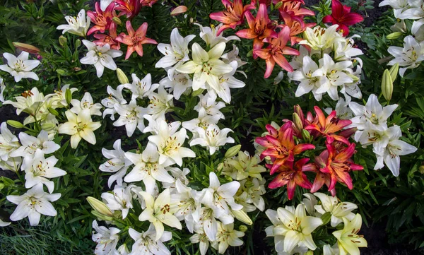 Blomsterrabatt Med Dag Liljor Olika Färger Visa Från Ovan — Stockfoto