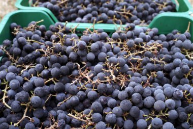 Plastik kutulara istiflenmiş bir sürü Isabella üzümü. Şarap yapmak için üzüm demetleri.