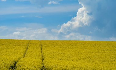 Bulutlu mavi gökyüzüne karşı bir tepede açan kolza tohumu tarlası..