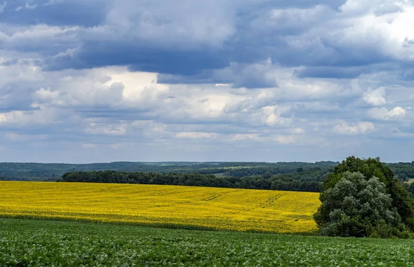 Летний Сельский Пейзаж Желтым Полем Цветущего Подсолнуха — стоковое фото