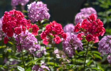 Bulanık doğal arkaplanda çiçek açan çok renkli fenomen çiçekleri..