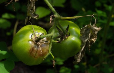 Geç tahribattan etkilenmiş olgunlaşmamış domatesler. Phytophthora Infestans. Seçici odak.
