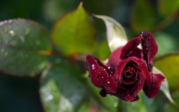 Blossomed Rosebud Black Magic Variety Drops Rain Blurry Natural Background — Stock Photo, Image