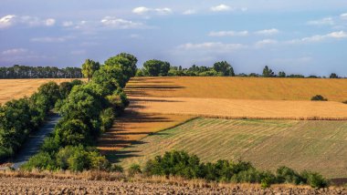 Tepe bölgesinde ağaçlarla çevrili tarlalar ve yollar. Seçici odak.