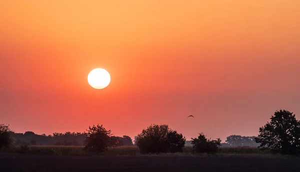 Žluté Slunce Nízko Nad Obzorem Rudé Obloze Pozadí Pole — Stock fotografie