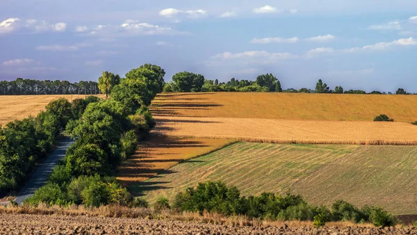 Fields Road Surrounded Trees Hilly Area Selective Focus — 스톡 사진