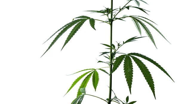 Wet Cannabis Leaves Rain Isolated White Background Selective Focus — 스톡 사진