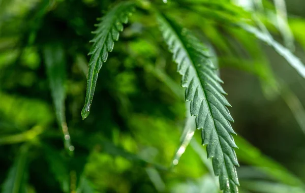 Υγρό Κάνναβης Αφήνει Μετά Από Βροχή Φυτό Λαμπρή Μαριχουάνα Επιλεκτική — Φωτογραφία Αρχείου