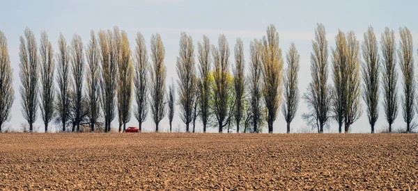 Plowed Field Background Row Poplars Selective Focus — Stock Photo, Image