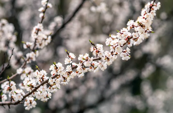 Fruit tree branch with flowers on a background of a blooming orchard. Selective focus.