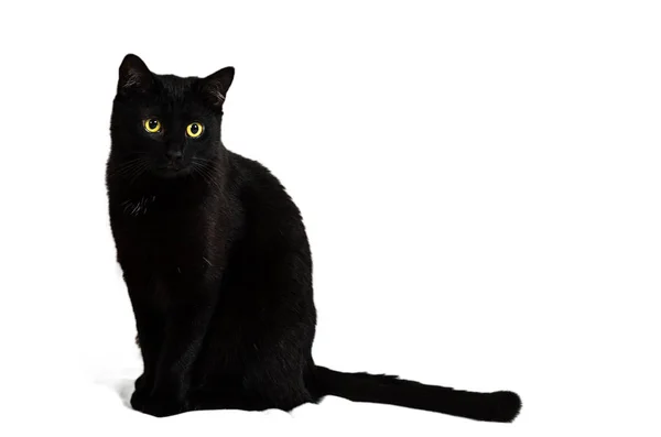 Een Zwarte Kat Met Gele Ogen Zit Een Witte Achtergrond — Stockfoto