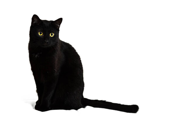 A black cat with yellow eyes sits on a white background.