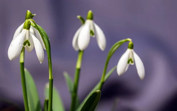 Gotas Neve Com Gotas Água São Brilhantemente Iluminadas Pelo Sol — Fotografia de Stock