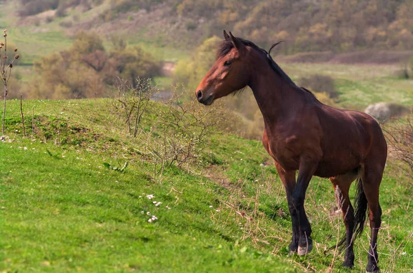 Cheval Baie Paît Sur Pâturage Flanc Colline Concentration Sélective — Photo