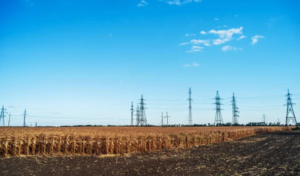 Electric Poles High Voltage Wires Middle Field Dry Corn Plants — Stock Photo, Image