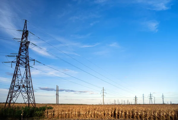 A large number of electric poles with high-voltage wires in the middle of a field with dry corn plants.