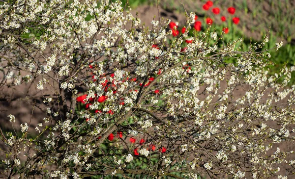 Flowering branch of a fruit tree on the background of flower beds with red tulips. Selective focus.