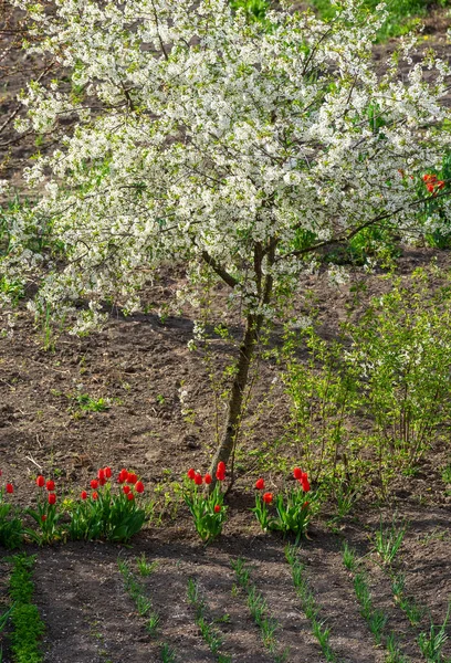 Cerejeira Florescente Jardim Com Tulipas Vermelhas — Fotografia de Stock